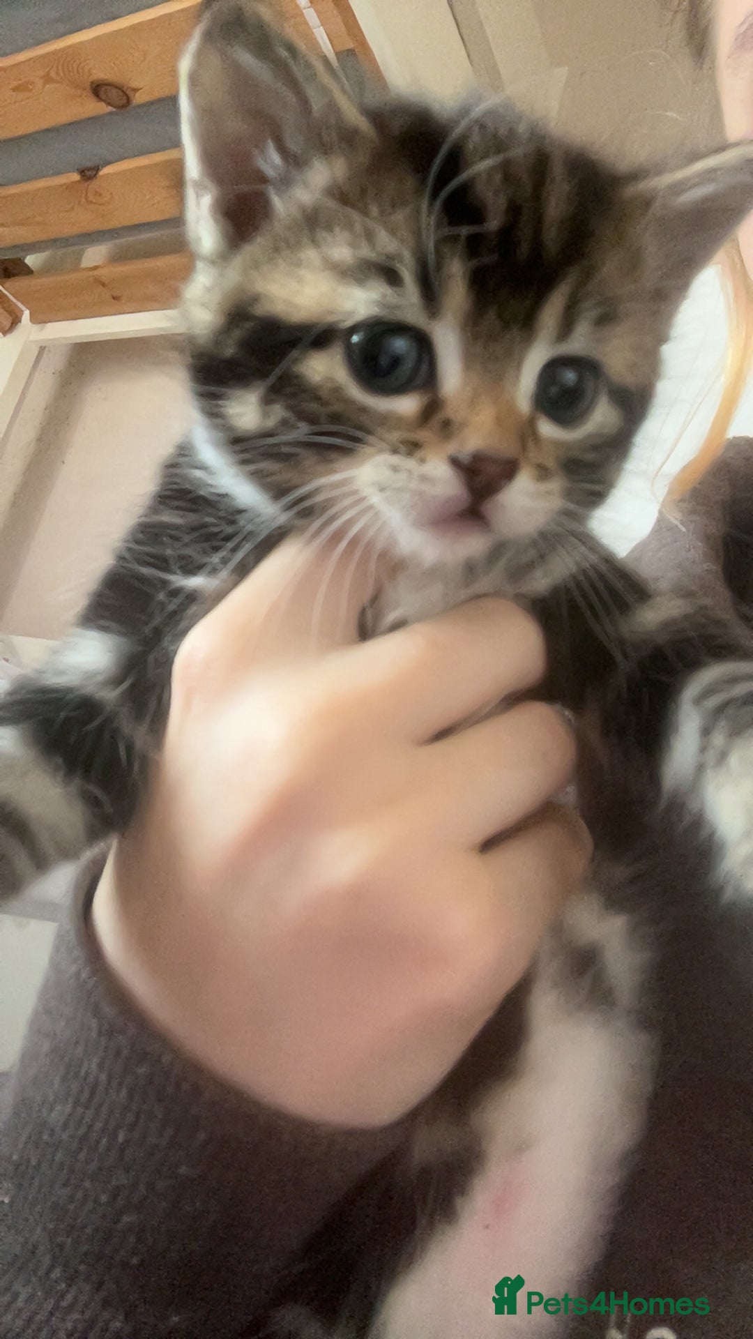 Mixed Breed cats for sale: Kittens for sale - Image 1