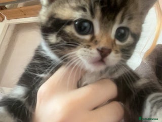 Mixed Breed cats - Advert 23