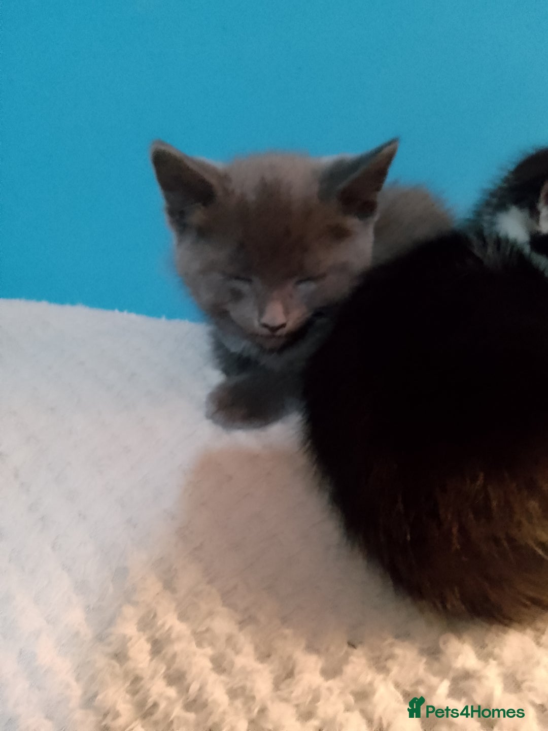 Mixed Breed cats for sale: Beautiful kittens  - Advert 13