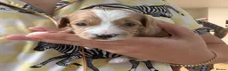 Jackapoo dogs for sale: Gorgeous F1B Jackapoo - Advert 6