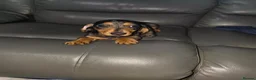 Dachshund dogs for sale: Dachshund - Advert 2