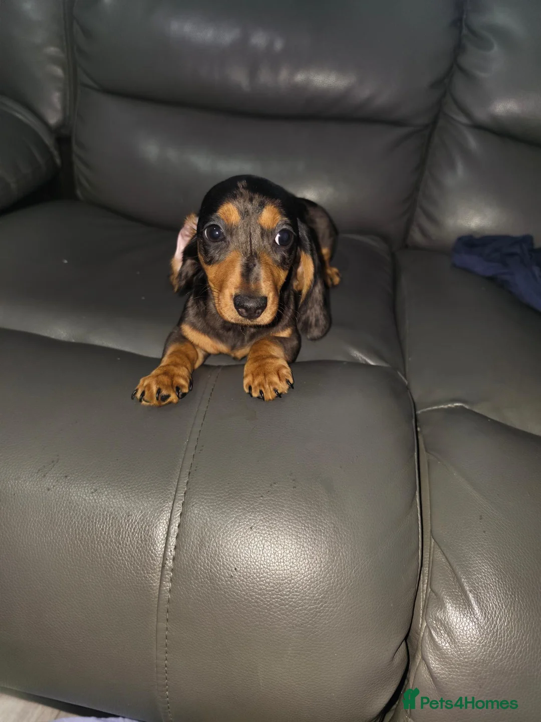 Dachshund dogs for sale: Dachshund - Advert 2