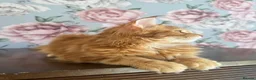 Maine Coon cats for sale: TICA Maine Coon Kittens - Advert 23