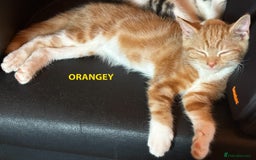British Shorthair cats for sale: HEALTHY AND LOVING KITTEN FOR REHOUSING. - Image 6