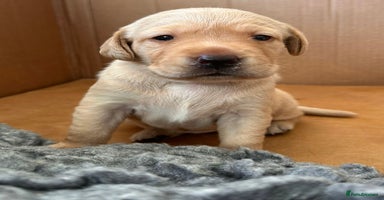 Labrador Retriever dogs - Advert 2