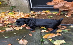 Cocker Spaniel dogs for sale: BLACK WORKING COCKER SPANIELS - Bitch and Dog - Image 24