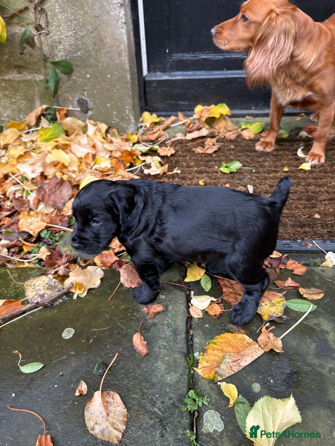 Cocker Spaniel dogs for sale: BLACK WORKING COCKER SPANIELS - Bitch and Dog - Image 24