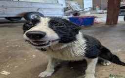 Border Collie dogs for sale: Looking for active pet home - Image 1