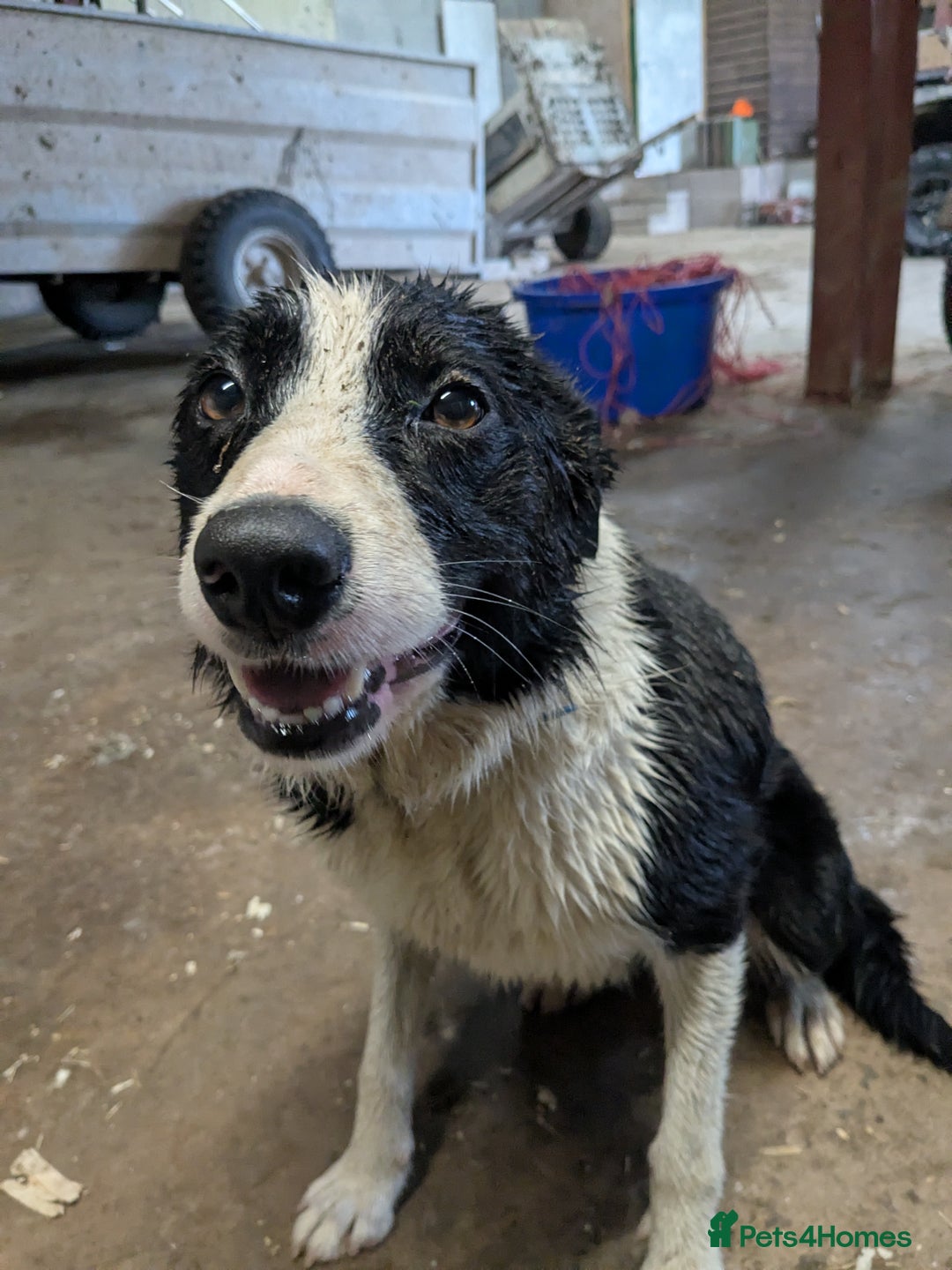 Border Collie dogs for sale: Looking for active pet home - Image 1