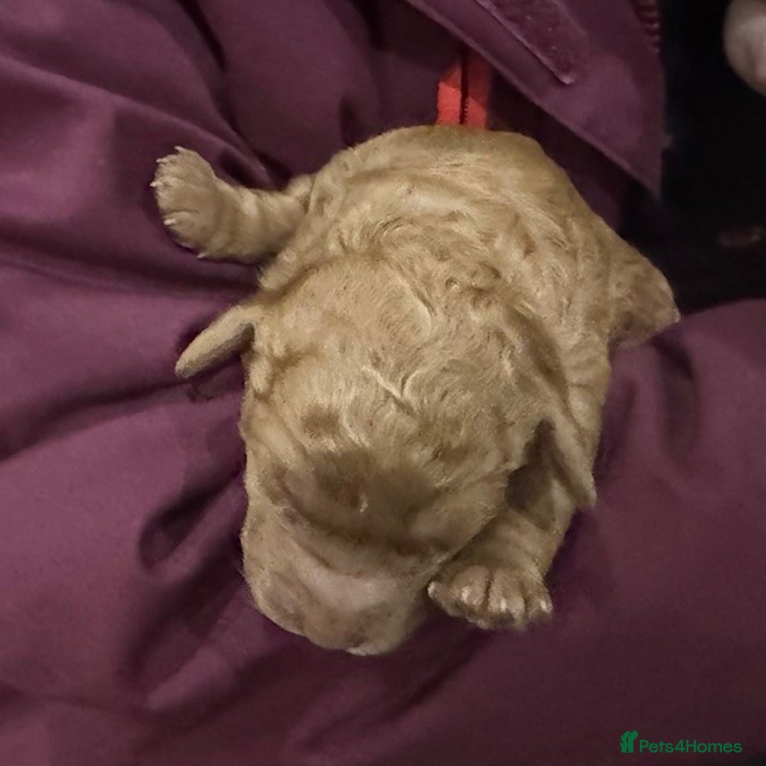 Australian Labradoodle dogs for sale: Annie's Australian Labradoodle Puppies are here! - Advert 13