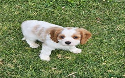 Cavalier King Charles Spaniel dogs for sale: Purebred Cavalier King Charles Spaniels Puppies - Image 6