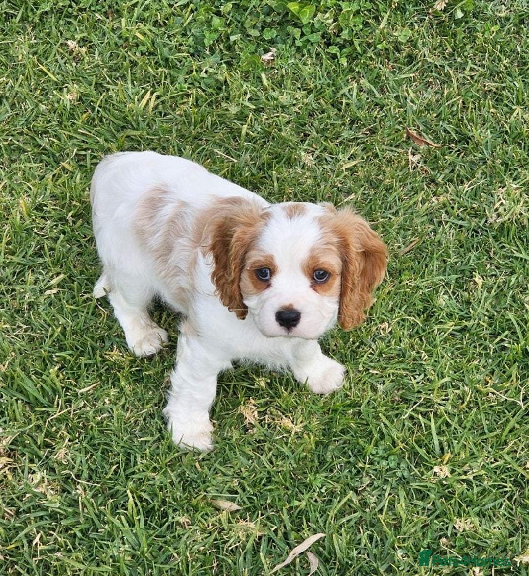 Cavalier King Charles Spaniel dogs for sale: Purebred Cavalier King Charles Spaniels Puppies - Image 6