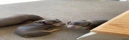 Dachshund dogs for sale: Beautiful miniature dachshund puppy’s  in Newport - Advert 6
