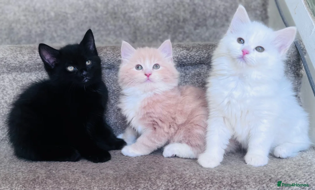 Mixed Breed cats for sale: Maine coon x Turkish angora kittens for sale - Advert 2
