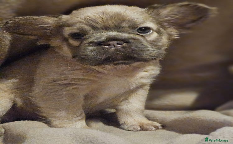 French Bulldog dogs - Advert 1