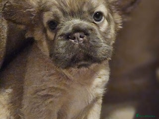 French Bulldog dogs - Advert 28