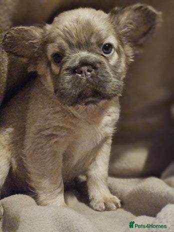 French Bulldog dogs - Advert 4