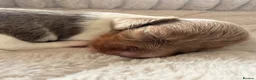Miniature Dachshund dogs for sale: Adorable long haired miniature dachshund  in Bristol - Advert 6