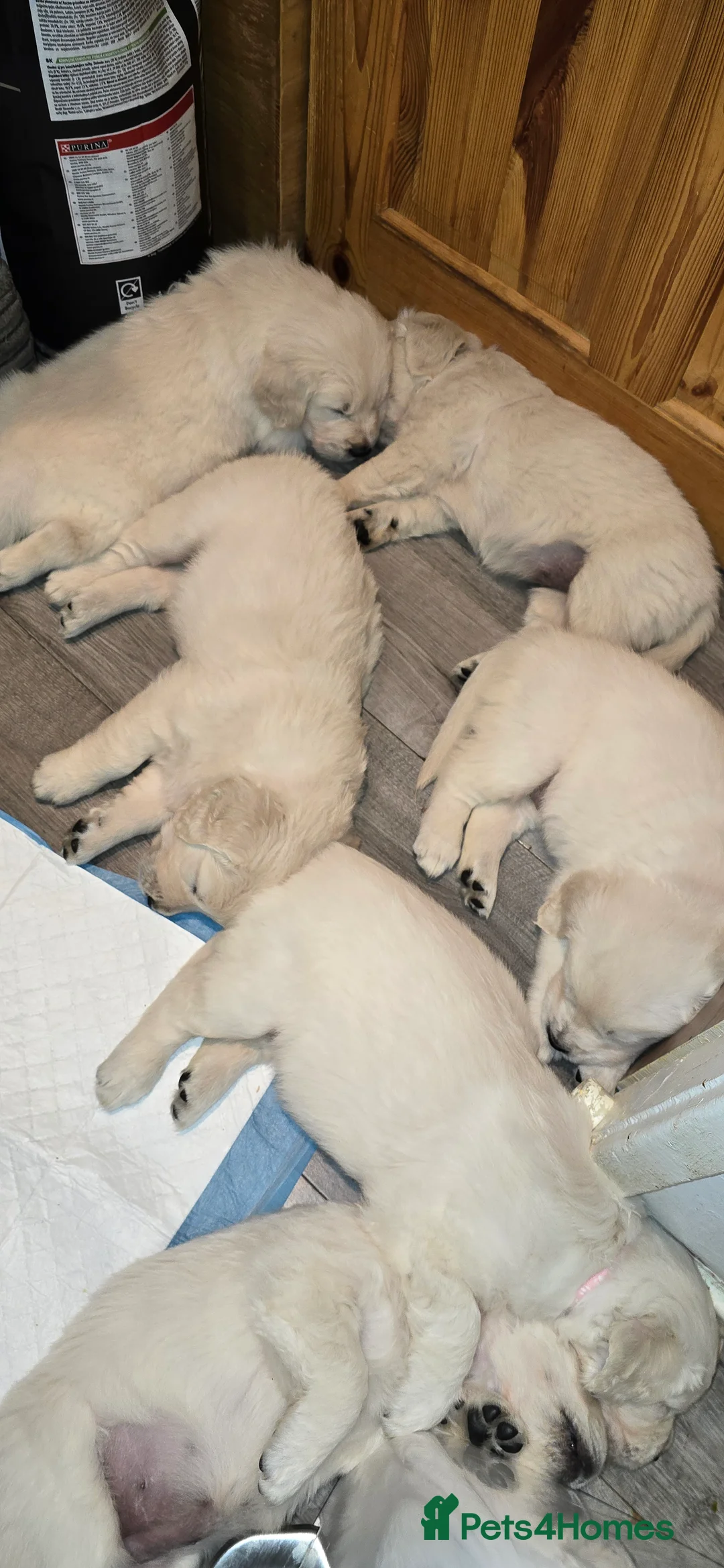 Golden Retriever dogs for sale: Adorable white Golden Retriever - Advert 36