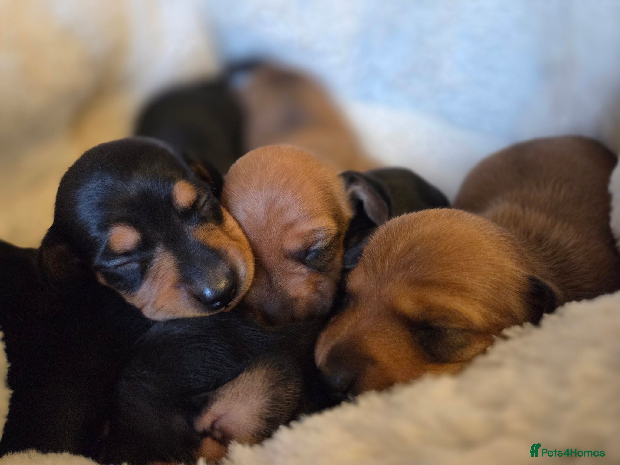 Miniature Dachshund dogs KC miniature dachshund puppies - Advert 4
