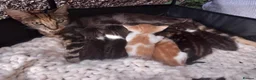 Mixed Breed cats for sale: Adorable Kittens looking for their Forever Home - Advert 3