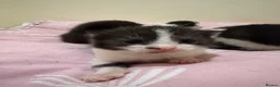 Mixed Breed cats for sale: Beautiful kittens🤍 - Advert 11