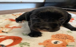 Springador dogs for sale: Springadors from working puppies  - Image 11