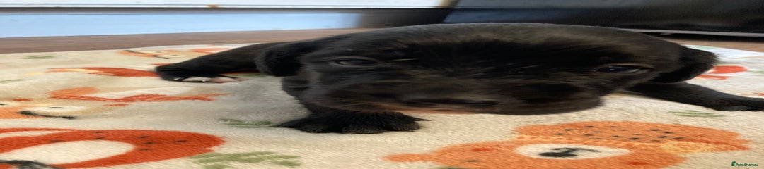 Springador Puppy 1
