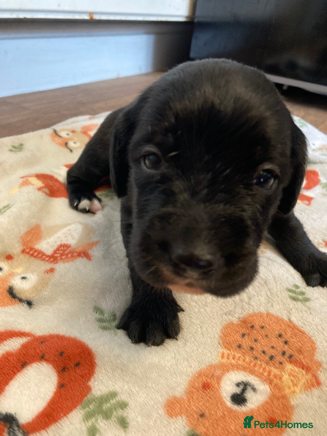 Springador dogs for sale: Springadors from working puppies  - Image 11