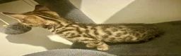 Bengal cats for sale: 1 gorgeous bengal boy kitten for sale  in London - Advert 21