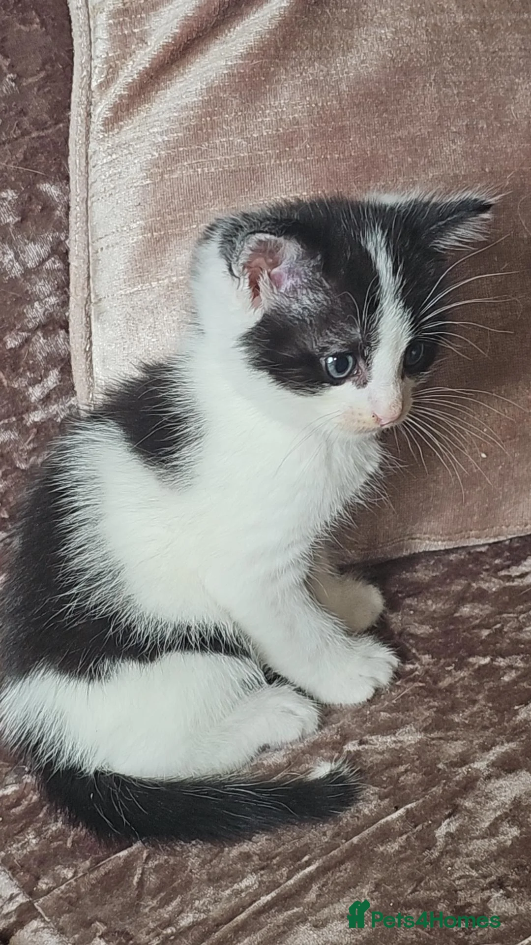 Domestic Shorthair cats for sale: Domestic long haired kittens - Advert 2