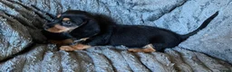 Mixed Breed dogs for sale: Gorgeous cheeky daxi x pups  - Advert 24