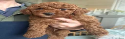 Miniature Poodle dogs for sale: Gorgeous Red Miniature Poodle pups KC Registered  in Exmouth - Advert 3