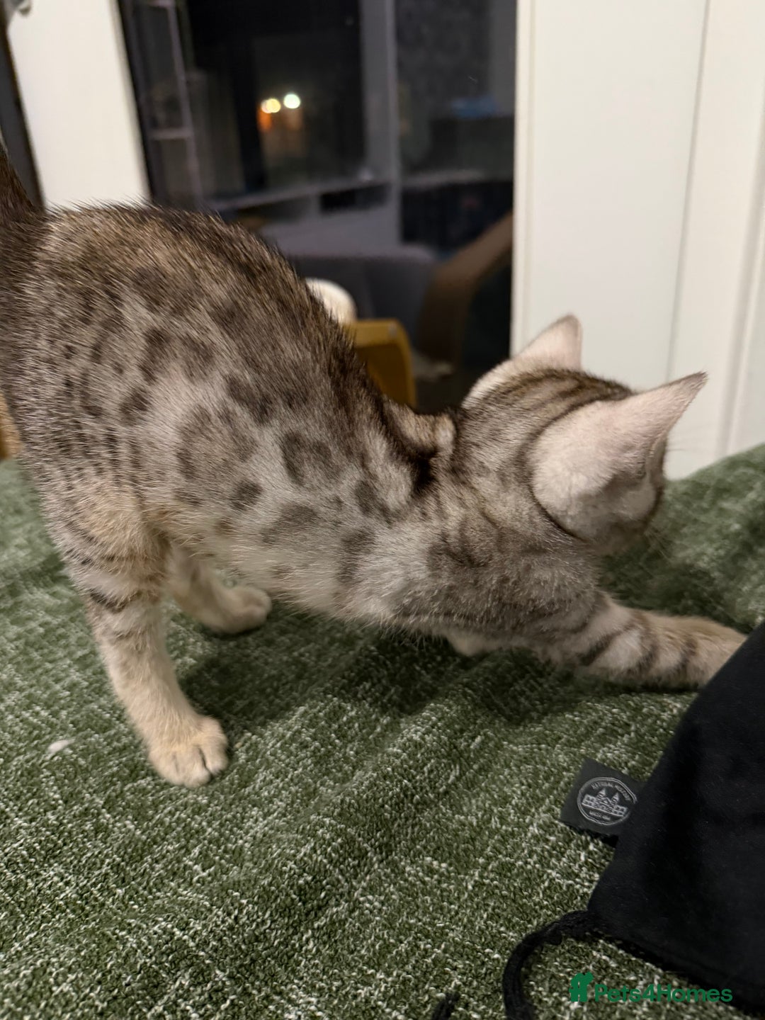 Bengal cats for sale: Bengal kitten. ONLY 2 left - Advert 8