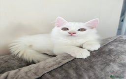 Persian cats for sale: Fluffy indoor kittens-Persian&Main Coon cross  - Image 23