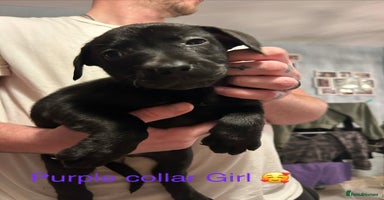 Mixed Breed dogs - Advert 7