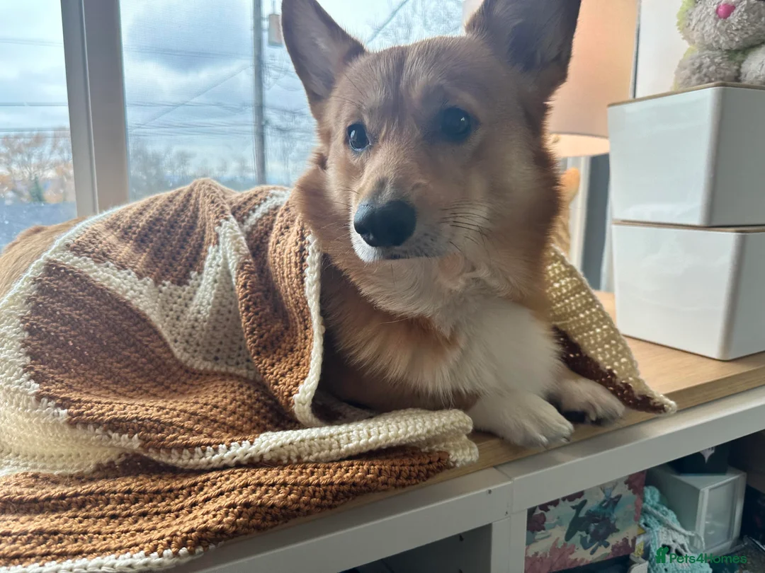 Welsh Corgi Pembroke dogs for sale: Seeking peaceful home and walks - Advert 2