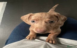 Miniature Dachshund dogs for sale: 2 x Miniature dachshund  - Image 12