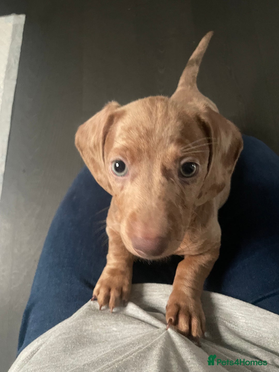 Miniature Dachshund dogs for sale: 2 x Miniature dachshund  - Image 12