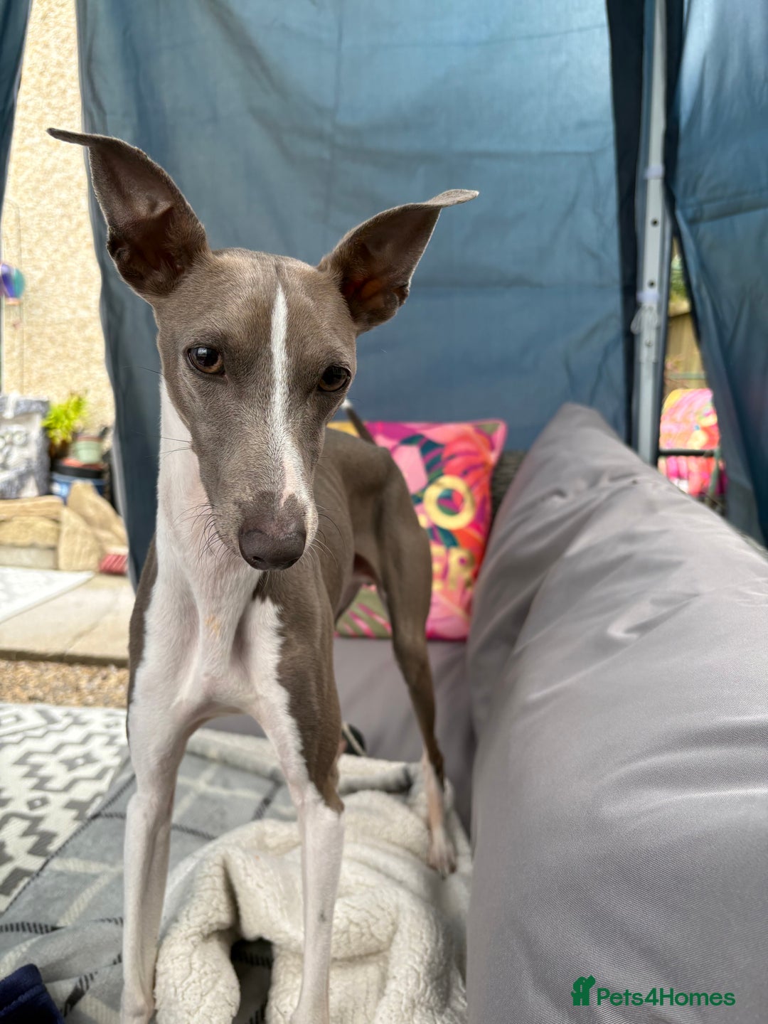 Italian Greyhound dogs for sale: Male  Italian greyhound for sale  - Advert 1