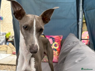 Italian Greyhound dogs Male Italian greyhound for sale - Advert 16