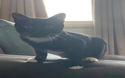 Mixed Breed cats for sale: Socks - Image 3