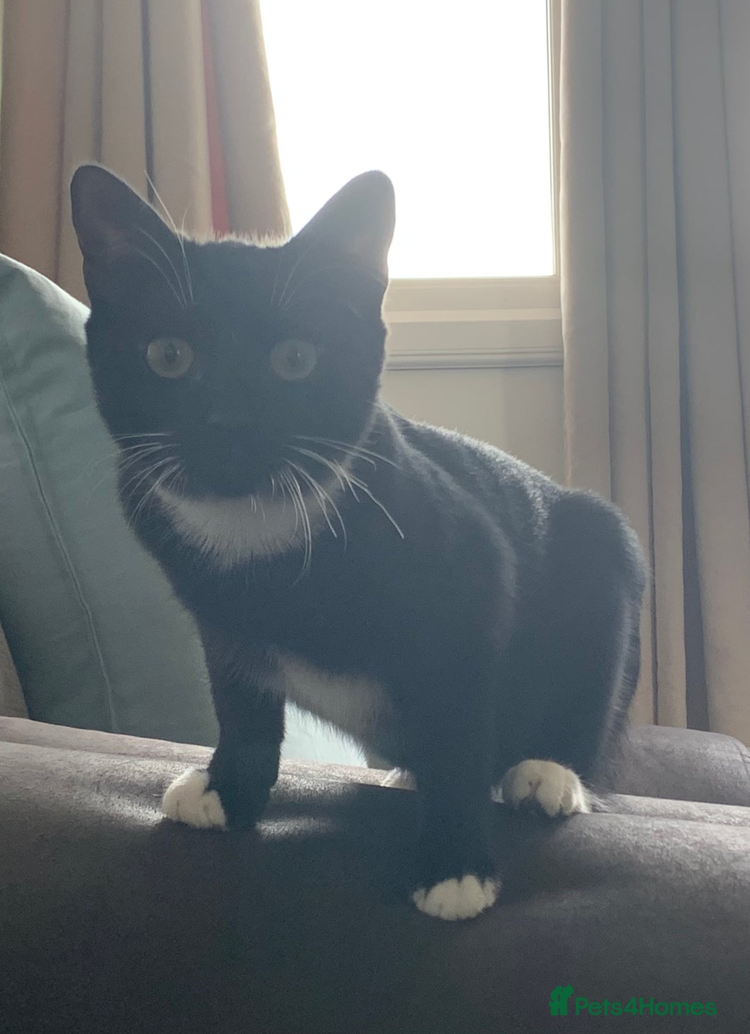 Mixed Breed cats for sale: Socks - Image 3
