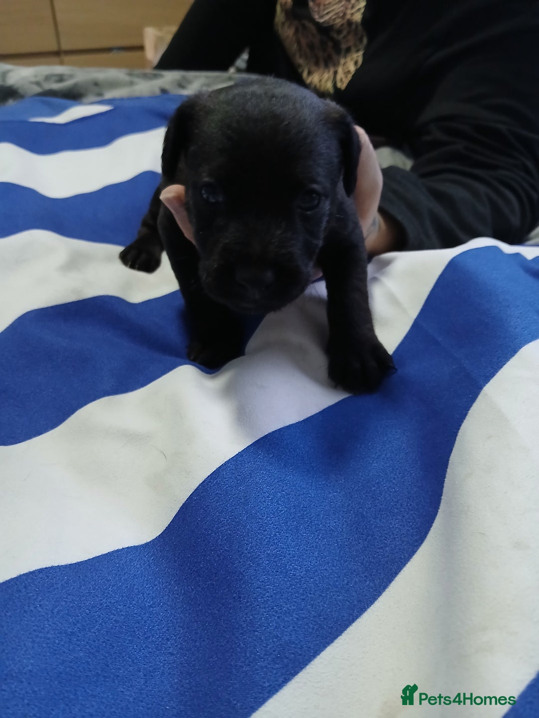 Patterdale Terrier dogs for sale: Puppies  - Advert 7