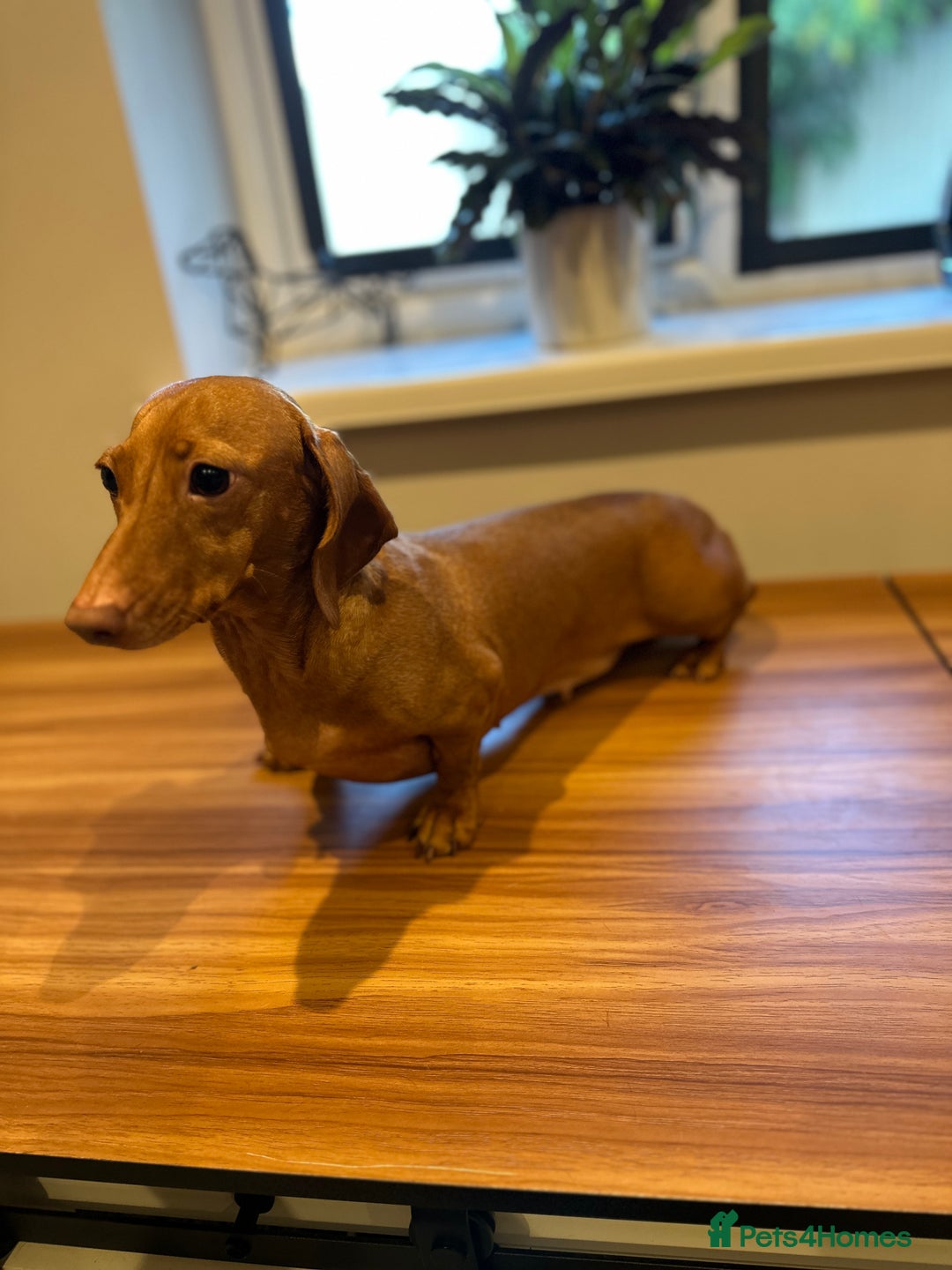 Miniature Dachshund dogs for sale: Adult miniature dachshund  - Advert 6