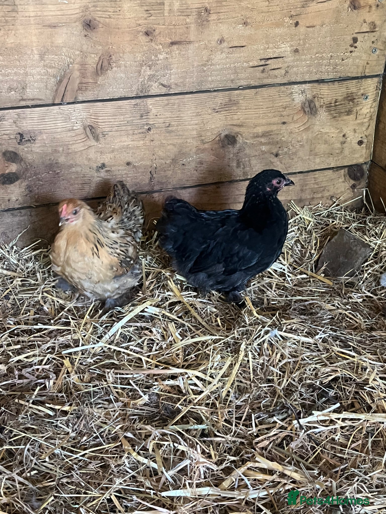 Chickens poultry Pekin bantam chicks  - Advert 15