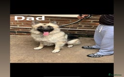 Mixed Breed dogs for sale: German shepherd pups  - Image 1