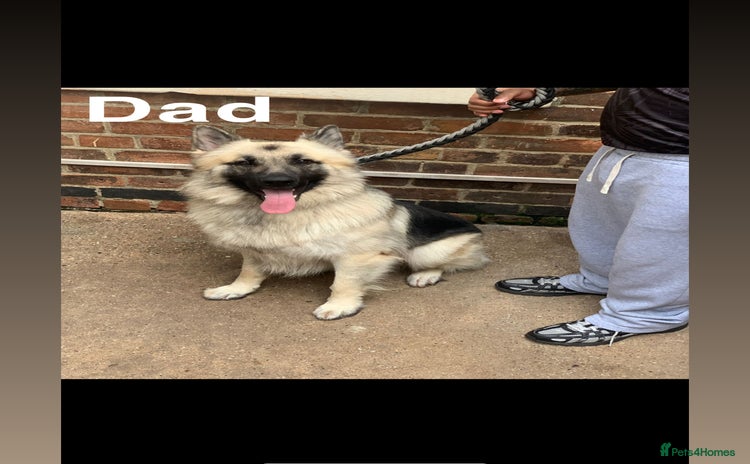 Mixed Breed dogs - Advert 6