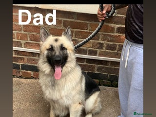 Mixed Breed dogs - Advert 1