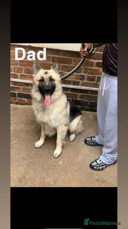 Mixed Breed dogs - Advert 1